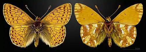 Boloria (Boloria) pales, le Nacré subalpin