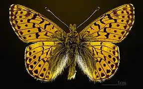 Boloria pales pyrenesmiscens Face dorsale MHNT