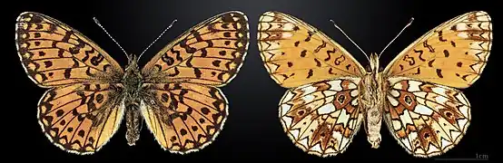 Boloria (Clossiana) selene, le Petit collier argenté