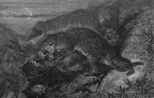 Homme à terre attaqué par un félin