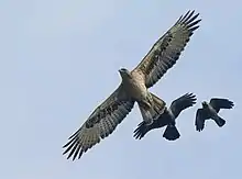 Un Aigle de Bonelli en vol poursuivi par deux corbeaux.