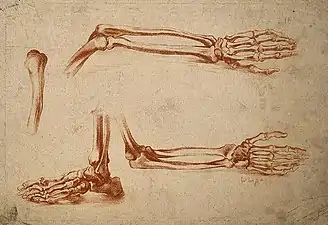Bones of the foot, forearm, and hand, gravure en manière de crayon (n. d., Wellcome Collection).