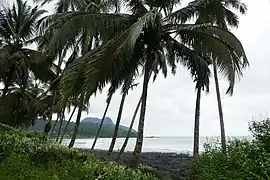 Cocotiers en bord de mer.
