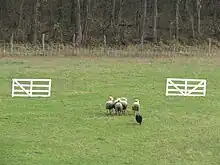 Un border collie fait passer des brebis entre 2 barrières blanches