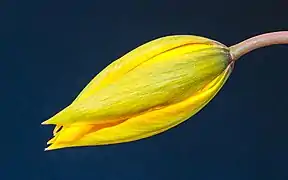 Fleur de Tulipa sylvestris au De Famberhorst&nbsp;(nl). Avril 2022.