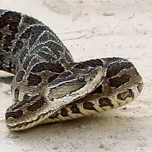 La yarará grande ou bothrops alternatus peut occasionner des envenimations graves. Il peut atteindre 170&nbsp;cm de longueur.