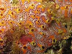 Botryllus magnicoecum