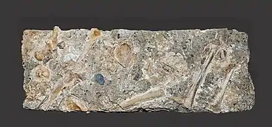 Brèche à ossement : Homo sapiens Age du Bronze (Fouilles de 1882) MHNT