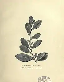 Branche de coca (taille naturelle) plantée et cultivée par Angelo Mariani.