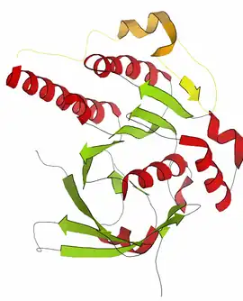 Image illustrative de l’article BRCA2