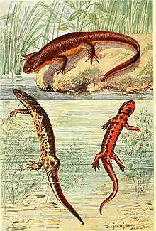 Un dessin représentant des salamandres, de différentes formes et couleurs. Dans le coin inférieur droit, on observe un triton avec un ventre aux teintes rouges.