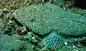 Sunagocia arenicola.