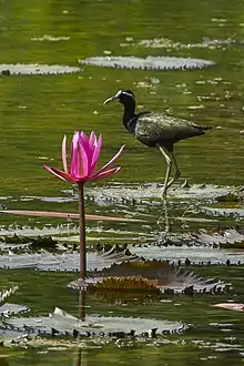 Jacana bronzé (jacana indien)