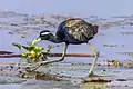 Jacana bronzé, (Metopidius indicus) (Jacanidae)