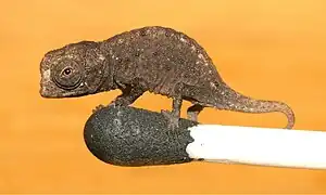 Brookesia micra juvénile sur une tête d'allumette.