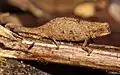 Brookesia nana femelle.
