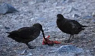 Couple de skuas dépeçant un jeune manchot papou