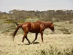 Brumby alezan dans le Parc national du Kosciuszko