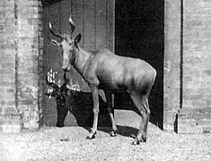 Alcelaphus buselaphus buselaphus photographié au zoo de Londres en 1895.