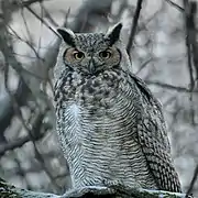 Le grand duc d'Amérique.