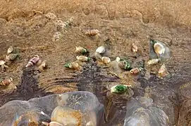 Groupe de B. digitalis mangeant le cadavre d'une méduse.