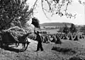 Chargement de gerbes séchées en meulons, Westerwald, 1958