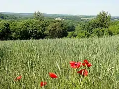Le chemin des Vaches.