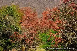 Flamme de la forêt Butea monosperma en pleine floraison,Rajasthan, Inde