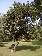 Arbre à laque Butea monosperma à Bagh-e-Jinnah, Lahore, Pakistan.