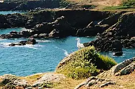 Côte sauvage par beau temps.