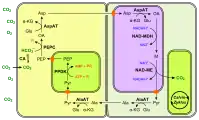 (en) Fixation du carbone en C4 à NAD-ME.&nbsp; - CA : anhydrase carbonique ;&nbsp; - PEP : phosphoénolpyruvate ;&nbsp; - PEPC : phosphoénolpyruvate carboxylase ;&nbsp; - OA : oxaloacétate ;&nbsp; - Glu : Glu ;&nbsp; - AspAT : aspartate aminotransférase ;&nbsp; - α-KG : α-cétoglutarate ;&nbsp; - Asp : aspartte ;&nbsp; - NAD-MDH : malate déshydrogénase ;&nbsp; - M : malate ;&nbsp; - NAD-ME : enzyme malique à NAD ;&nbsp; - Pyr : pyruvate ;&nbsp; - AlaAT : alanine aminotransférase ;&nbsp; - Ala : alanine ;&nbsp; - PPDK : pyruvate phosphate dikinase.Les enzymes à NAD — ici la MDH et la NAD-ME — se trouvent dans les mitochondries, représentées de couleur violacée.