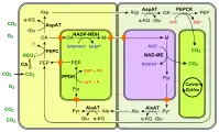 (en) Fixation du carbone en C4 à PEPCK.&nbsp; - CA : anhydrase carbonique ;&nbsp; - PEP : phosphoénolpyruvate ;&nbsp; - PEPC : phosphoénolpyruvate carboxylase ;&nbsp; - OA : oxaloacétate ;&nbsp; - Glu : Glu ;&nbsp; - AspAT : aspartate aminotransférase ;&nbsp; - PEPCK : phosphoénolpyruvate carboxykinase&nbsp; - α-KG : α-cétoglutarate ;&nbsp; - Asp : aspartte ;&nbsp; - NADP-MDH : malate déshydrogénase à NADP+ ;&nbsp; - M : malate ;&nbsp; - NAD-ME : enzyme malique à NAD ;&nbsp; - Pyr : pyruvate ;&nbsp; - AlaAT : alanine aminotransférase ;&nbsp; - Ala : alanine ;&nbsp; - PPDK : pyruvate phosphate dikinase.Les enzymes à NAD — ici la NAD-ME — se trouvent dans les mitochondries, représentées de couleur violacée.