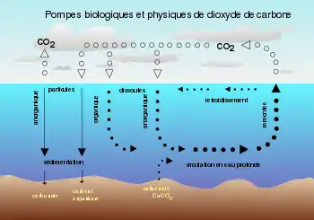 Schéma explicatif du cycle du carbone
