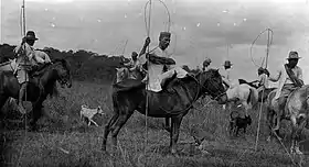 Chevaux de Célèbes, probablement de race Macassar, entre 1910 et 1940