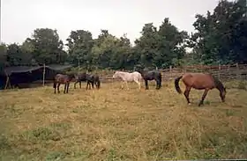 Chevaux chilotes à Chiloé