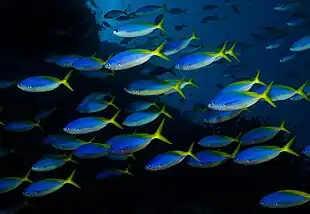 Caesio teres (Caesionidae).