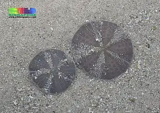 Arachnoides placenta