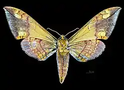 Revers de la femelle MHNT