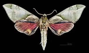 C. t. formosana - Face dorsale (coll.MHNT)