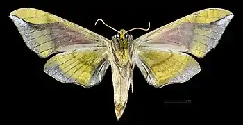 Revers de la femelle (coll.MHNT