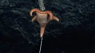 Calliaster pedicellaris