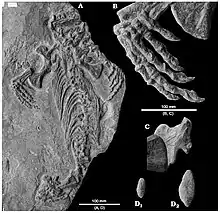 Holotype de Callibrachion gaudryi préservé sur le dos (A). Détail de la main droite (B). Ilion droit recouvert dorsalement par l’extrémité proximale du fémur (C). Coprolithes de requins placés sur la dalle de l’holotype durant le 19e siècle (D).