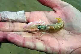 Callichirus kraussi (Callianassidae).