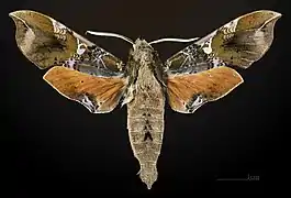 Face dorsale du mâle MHNT
