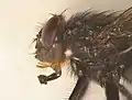 Tête de Calliphora vomitoria (poils roux sur joues noires).