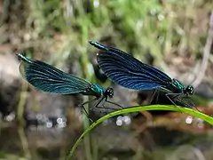 Ailes larges chez les Calopterygidae