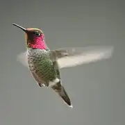Le mâle du Colibri d'Anna est recouvert de plumes iridescentes.