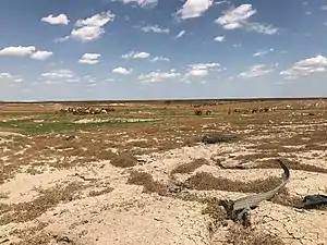 Troupeau de dromadaires près de Samawa (Irak) en 2019