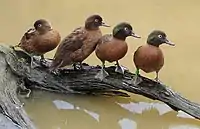 Sarcelle de Campbell