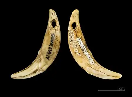 Canine de loup pour parure Magdalénien Gourdan-Polignan MHNT